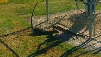 Кенгуру врезается в столб - смотреть видео (0:18)