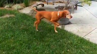 То ли собака, то ли скульптура - смотреть видео (0:36)