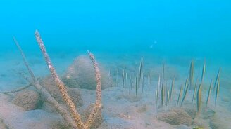 Танцующие рыбы-бритвы - смотреть видео (1:04)