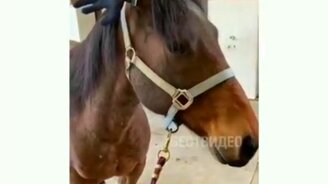 Малобюджетный лось - смотреть видео (0:12)