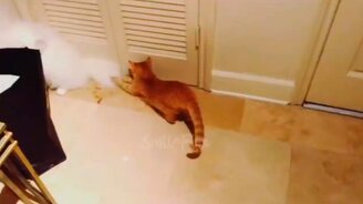 Чудесные приколы с котами - смотреть видео (10:50)