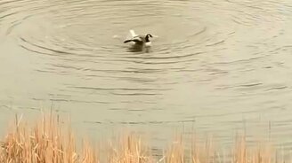 Птичий материнский инстинкт - смотреть видео (0:43)