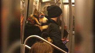 Собаки и коты в приколах - смотреть видео (9:29)