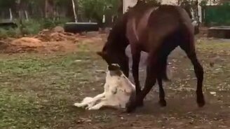 Жили-были конь и пёс - смотреть видео (0:52)