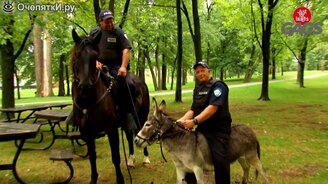 Полицейский на осле - смотреть видео (1:21)