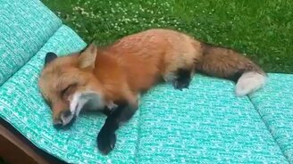 Лиска на шезлонге - смотреть видео (1:01)