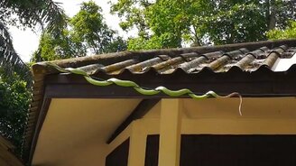 Змея застряла на проводе - смотреть видео (0:19)