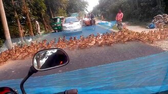 Утки-пешеходы на дороге - смотреть видео (0:43)