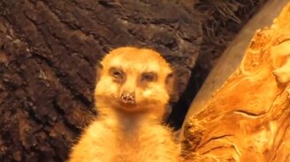 Коротенькие приколы в сборке - смотреть видео (6:58)