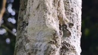 Мастер камуфляжа от природы - смотреть видео (0:14)