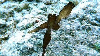 Танец рыб-привидений - смотреть видео (0:58)