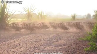 Забавные сюжеты в сборнике - смотреть видео (10:28)