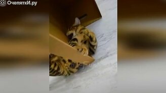 Весёлые коты и трогательные кошки - смотреть видео (11:03)