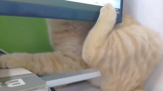 Лапа, ты в порядке? - смотреть видео (0:14)