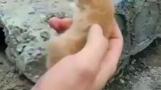 Спасли котёнка из плиты - смотреть видео (0:48)