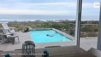 Нежданные гости в бассейне - смотреть видео (0:54)