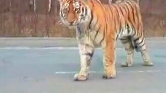 Тигр на трассе Уссурийска - смотреть видео (3:59)