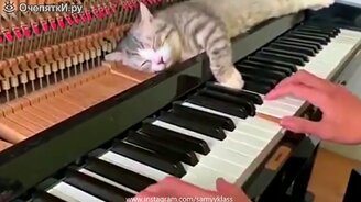 Сборник симпатичных и смешных моментов - смотреть видео (11:22)