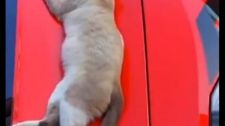 Ой, ты кто такой?!? - смотреть видео (0:35)