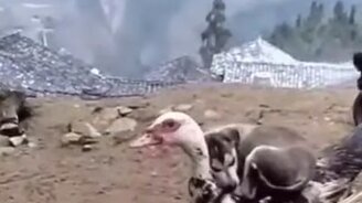 Щенок уснул на утке - смотреть видео (0:10)