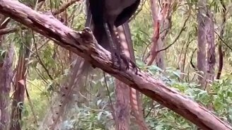 Лирохвост-пародист - смотреть видео (0:50)