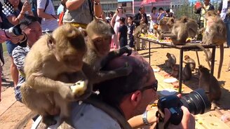 Милые и весёлые обезьянки - смотреть видео (8:20)