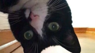 Кто там мяучит? - смотреть видео (0:19)