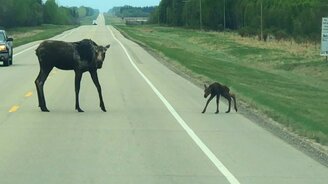 Лосиха переводит через дорогу лосёнка - смотреть видео (1:06)