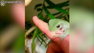 Топ ярких видео с животными - смотреть видео (13:06)