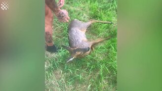 Спас тонущего оленёнка - смотреть видео (1:11)