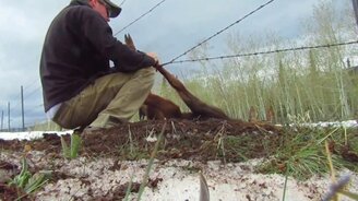 Освобождение лосёнка из колючей проволоки - смотреть видео (1:16)