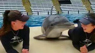 Любвеобильный дельфин - смотреть видео (0:26)