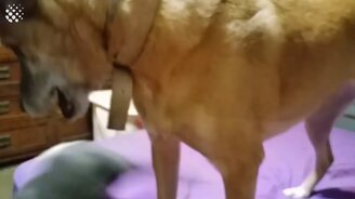 Противостояние собак и котов - смотреть видео (3:23)