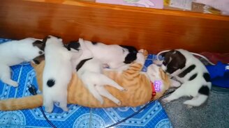 Возле приёмной мамки - смотреть видео (0:23)