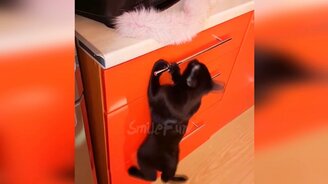 Приколы с участием кошек - смотреть видео (10:35)