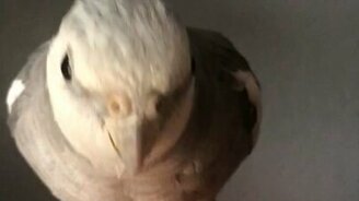 Попугайчик-будильник - смотреть видео (0:33)