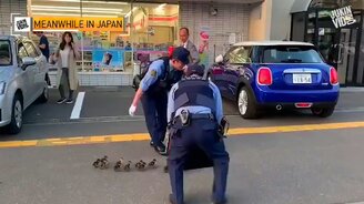 Топ-сборка чудного и симпатичного - смотреть видео (10:13)