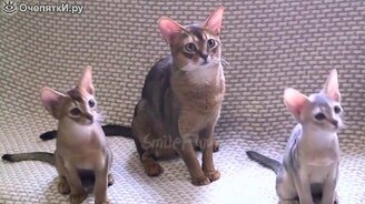 Коты и приколы с ними - смотреть видео (10:22)