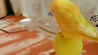 Попугайчик балансирует на мячике - смотреть видео (0:30)