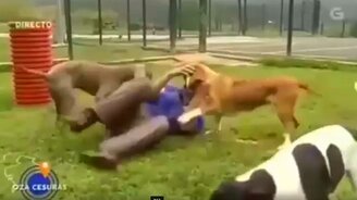 Укус в прямом эфире - смотреть видео (0:25)