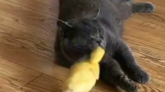 Усатый нянь для утёнка - смотреть видео (0:17)