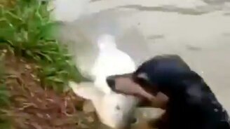 Собака-рыбака - смотреть видео (0:11)