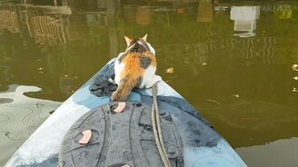 Кошка, которая спокойно плавает - смотреть видео (0:55)