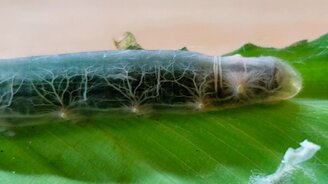 Прозрачная гусеница - смотреть видео (1:10)