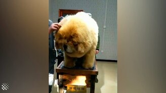 Это пёс или медведь? - смотреть видео (0:54)