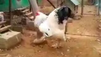 Вот так знатный петушок! - смотреть видео (1:15)