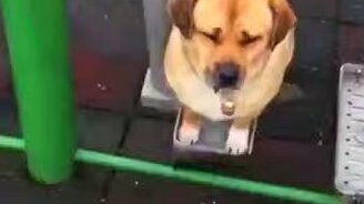 Смехотворные собачки - смотреть видео (3:14)