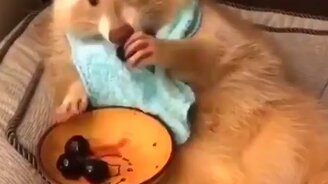 Жизнь у енота удалась! - смотреть видео (1:00)