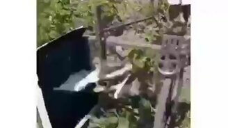 Сбор колорадского жука - смотреть видео (0:27)