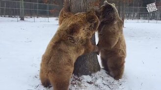 Приколы с животными в воде - смотреть видео (10:00)